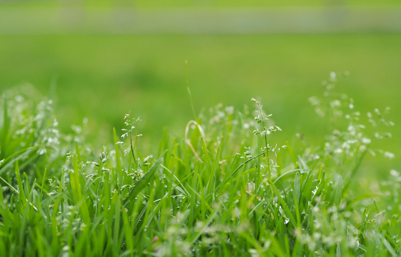 Fresh green lawn, early morning